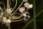 Little River Canyon onion